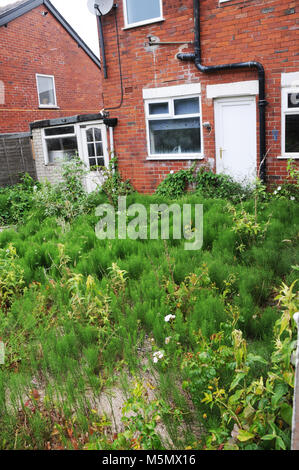 Überwachsen und vernachlässigten Garten. Stockfoto