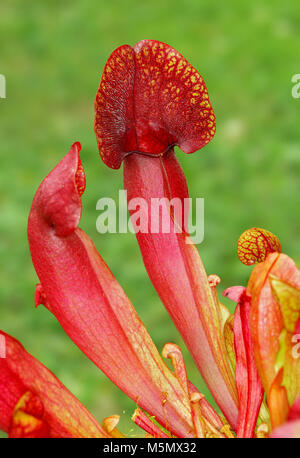 Krüge von Sarracenia purpurea, eine fleischfressende Pflanze Stockfoto