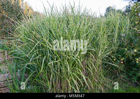 Großer Klumpen Des Ornamentalen Zebragrases Miscanthus sinensis 'Zebrinus'. Stockfoto