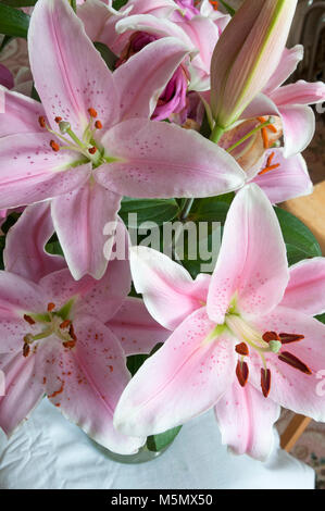 Eine Abteilung 7 d (Oriental hybrid) Lilie Lillium "Omega" in der Nähe von Stamin angezeigt und Stigmatisierung. Ideal für wachsende in Grenzen und auf der Veranda in der Badewanne. Stockfoto