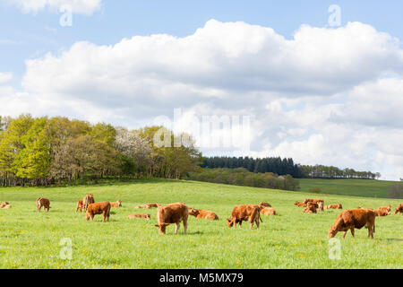 Herde von Braun Limousin Rinder und Kühe, Bullen, Kälber grasen in einer üppigen grünen Frühling Weide nach einem Sturm in warmes Licht Stockfoto