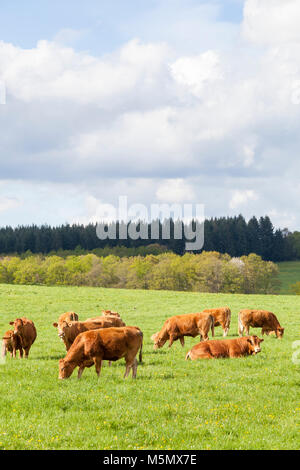 Limousin Rinder Herde mit Kühe, Kälber und Bullen grasen in einer spirng Weide in warmes Licht unmittelbar nach einem saisonalen Sturm Stockfoto