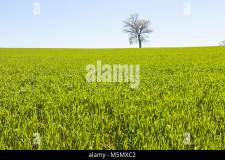 Bereich der jungen grünen gekeimter Weizen Triticum aestivum, Pflanzen oder Sämlinge im Frühjahr Gegenlicht der Sonne für Lebensmittel, Futtermittel oder b angebaut Stockfoto