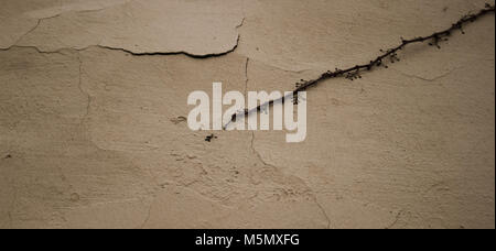 Wand. Konkrete beige Wand mit einer Anlage. Stockfoto