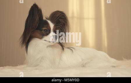 Junge Hunde Rassen Papillon, Continental Toy Spaniel liegt auf dem Bett Stockfoto