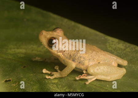 Eine kleine neotropischer Laubfrosch aus der Scinax Gattung. Stockfoto