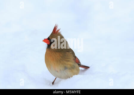 Buchse, rot, nördlichen Kardinal (Cardinalis cardinalis) auf Schnee Stockfoto