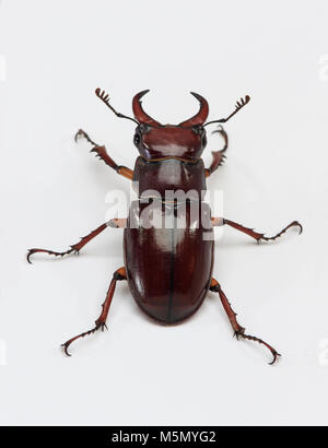 Rötlich-braunen Hirschkäfer (Lucanus capreolus) unverlierbaren studio Bild Stockfoto