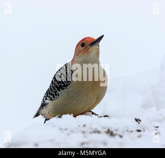 Red-bellied Woodpecker (Melanerpes carolinus) auf Schnee Stockfoto