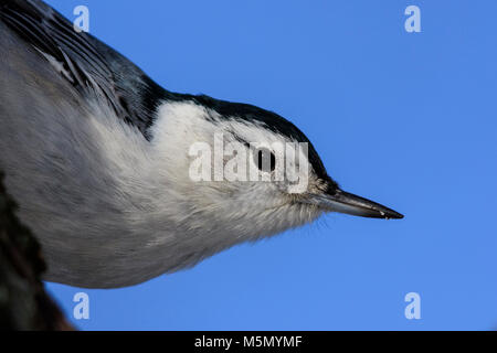 White-breasted Kleiber (Sitta carolinensis) Stockfoto