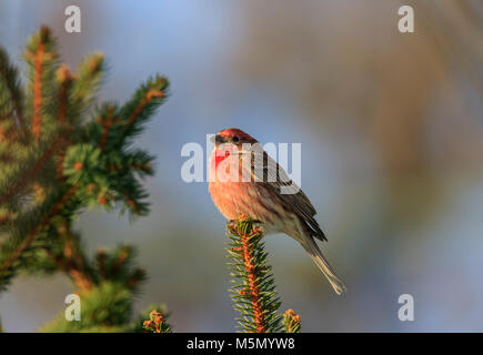 Männliche House finch (Haemorhous mexicanus) auf Pine Tree Stockfoto