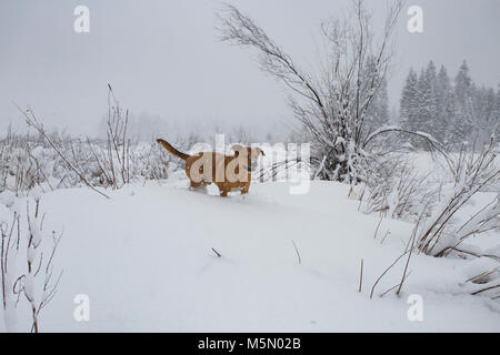 Ein rotes, gemischte Rasse Hund, Wandern durch ein Moorgebiet im Schnee, zusammen Bull River, in Sanders County im US-Bundesstaat Montana. Stockfoto