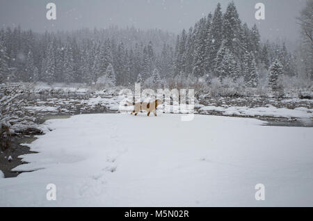 Ein rotes, gemischte Rasse Hund, Wandern durch ein sumpfiges Gebiet entlang Bull River an einem verschneiten Tag, in Sanders County im US-Bundesstaat Montana. Stockfoto