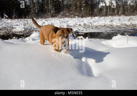 Ein rotes, gemischte Rasse Hund, zu Fuß durch den Schnee, an den Ufern der Stier Fluss, in Sanders County im US-Bundesstaat Montana. Stockfoto