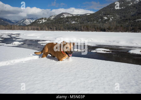 Ein rotes, gemischte Rasse Hund, zu Fuß durch den tiefen Schnee, entlang der Ufer des Stiers Fluss, in Sanders County im US-Bundesstaat Montana. Stockfoto