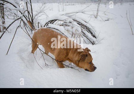 Ein rotes, gemischte Rasse Hund, Jagd auf einem sumpfigen Gebiet von Bull River an einem verschneiten Tag, in Sanders County im US-Bundesstaat Montana. Stockfoto