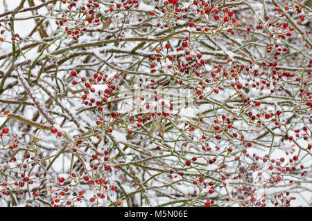 Schnee auf Wild Rose Pips. Stockfoto