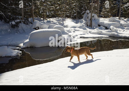 Ein rotes, Mixed breed dog walking am Rande eines schneebedeckten Eisschelf entlang Otter Creek, in Sanders County im US-Bundesstaat Montana. Stockfoto