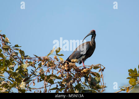 Weißer Fleck, Rot naped Ibis, Mercure, Ibis, weiß abgesetzten Ibis, Crimson, Rot, Warzige, Haut, Krone, Nacken, lange nach unten gebogenen Bill, langen, nach unten gebogene Stockfoto