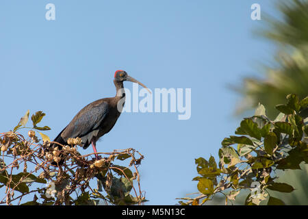 Weißer Fleck, Rot naped Ibis, Mercure, Ibis, weiß abgesetzten Ibis, Crimson, Rot, Warzige, Haut, Krone, Nacken, lange nach unten gebogenen Bill, langen, nach unten gebogene Stockfoto