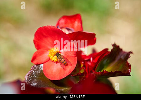 Sommer Wiese - Biene sammelt Nektar mit Blumenmuster, große Close-up (Makro) Stockfoto