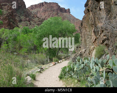 Grand Canyon Anfahren Phantom Ranch. Phantom Ranch, am unteren Rand des Grand Canyon liegt 2.550 Meter über dem Meeresspiegel, etwa 4.600 Meter niedrigeren über 5.800 Meter niedriger als der North Rim als die South Rim. Die durchschnittliche tägliche hohe und niedrige Temperaturen in Fahrenheit sind im Juli, 106/78 und 56/36 im Januar. Phantom Ranch befindet sich neben dem Bright Angel Creek auf der nördlichen Seite des Colorado River. Es ist die einzige Unterkunft facil Stockfoto