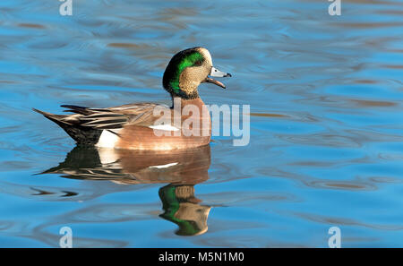 Männliche amerikanische Pfeifente (Anas americana) am George C. Reifel wandernden Vogelschutzgebiet, Delta, BC, Kanada Stockfoto