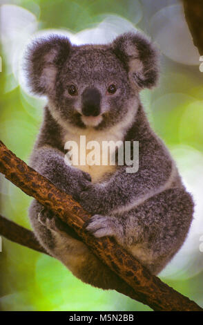 Der Koala (Phascolarctos Cinereus, oft ungenau als "koalabär" bezeichnet) ist eine kletternde Pflanzen fressenden Beuteltier, beheimatet in Australien. Der Koala ist in den Küstengebieten des östlichen und südlichen Regionen des australischen Festlandes gefunden, Queensland, New South Wales, Victoria und South Australia. Im Bild: Eine koala ruht in einem Baum. Stockfoto