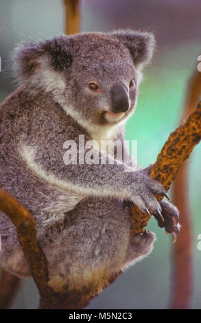 Der Koala (Phascolarctos Cinereus, oft ungenau als "koalabär" bezeichnet) ist eine kletternde Pflanzen fressenden Beuteltier, beheimatet in Australien. Der Koala ist in den Küstengebieten des östlichen und südlichen Regionen des australischen Festlandes gefunden, Queensland, New South Wales, Victoria und South Australia. Im Bild: Eine koala ruht in einem Baum. Stockfoto