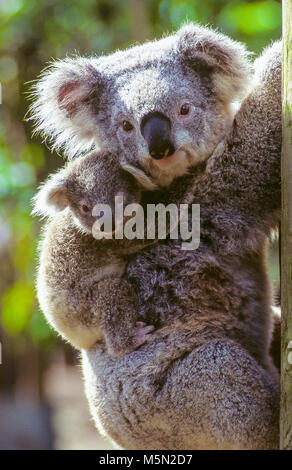 Der Koala (Phascolarctos cinereus, oft ungenau als „Koalabär“ bezeichnet) ist ein arboreales pflanzenfressendes Beuteltier, das in Australien beheimatet ist. Der Koala kommt in Küstengebieten des östlichen und südlichen Festlandes Australiens vor und bewohnt Queensland, New South Wales, Victoria und Südaustralien. Im Bild: Eine Mutter Koala und ihr Baby. Stockfoto