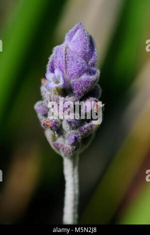 Lavendel ist als Heilpflanze, die in der Regel für Angst, Unruhe, Schlaflosigkeit, Depression, Kopfschmerzen und Schmerzen eingesetzt. Stockfoto