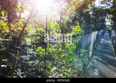 Übergabe Brücke im grünen Dschungel, Costa Rica, Mittelamerika Stockfoto