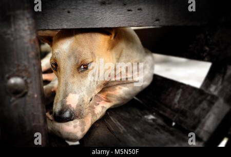 Thailändische Heimat Hund leben allein Stockfoto