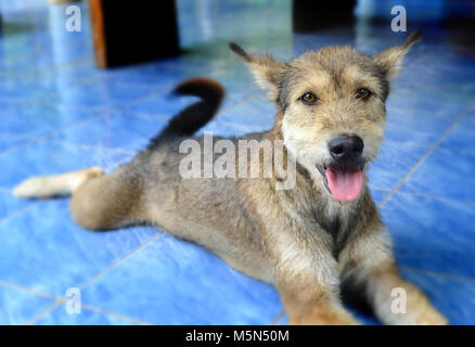 Thailändische Heimat Hund leben allein Stockfoto