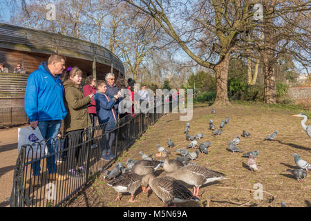 Gruppe von Besuchern zu St James's Park, stehend durch einen Zaun beobachten die Bewohner Tauben, Enten und Reiher davon essen. London SW1A, England, UK. Stockfoto