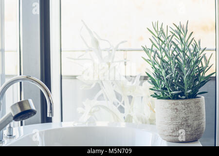 Schlauch sukkulente Pflanze Senecio serpens oder Blau Chalksticks im Badezimmer, in der Nähe. Kleinia mandraliscae Stockfoto