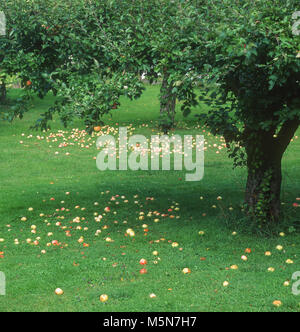 Apple windfalls Stockfoto
