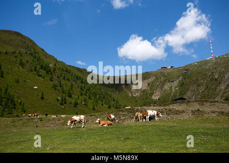 Kühe und Rinder auf Almen in den Alpen Stockfoto