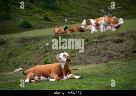Kühe und Rinder auf Almen in den Alpen Stockfoto