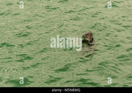 Ein grauer Dichtung dargestellt in den Hafen von St Ives, Cornwall, UK. Stockfoto