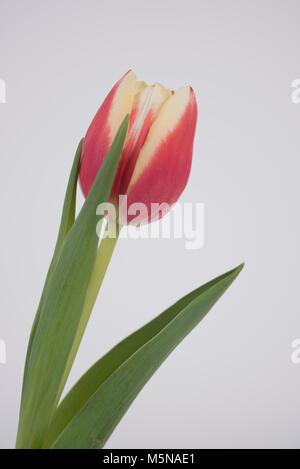 Einzelnen roten und gelben Tulpen auf einem weißen Hintergrund. Stockfoto