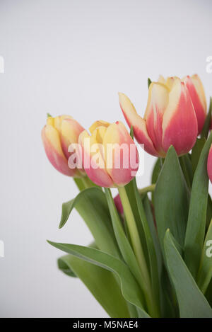 Rote und gelbe Tulpen auf einem weißen Hintergrund. Stockfoto