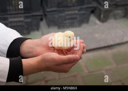 Eine Frau hält einen kleinen gelben Hühner in einer Hühnerfarm. Stockfoto