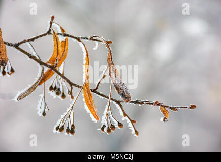 Gefrorene Blätter von Linden Baum auf einen Ast. schöne Natur Hintergrund im Winter Stockfoto