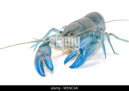 Blau flusskrebsen Cherax destructor, Yabbie Crayfish isolieren Stockfoto