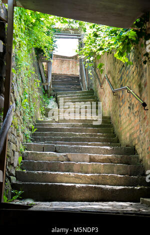 Steinerne Treppen, die von Vegetation umgeben Stockfoto