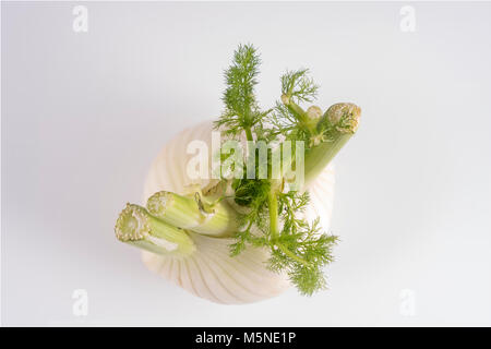 Ein Fenchel auf eine weiße Fläche Stockfoto