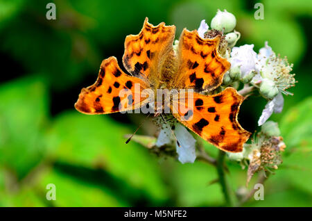 Komma-Schmetterling Stockfoto