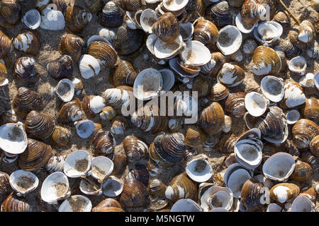 Fluss Muscheln auf dem Rhein und Waal Strand, Küste, Biesbosch Natur Park in Holland Stockfoto