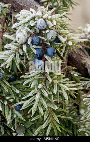 Wilder Wacholder mit reifen Beeren im Frost mit Laubnadeln Stockfoto